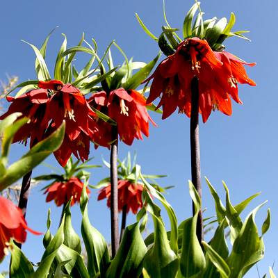 دشت لاله‌های گریان 